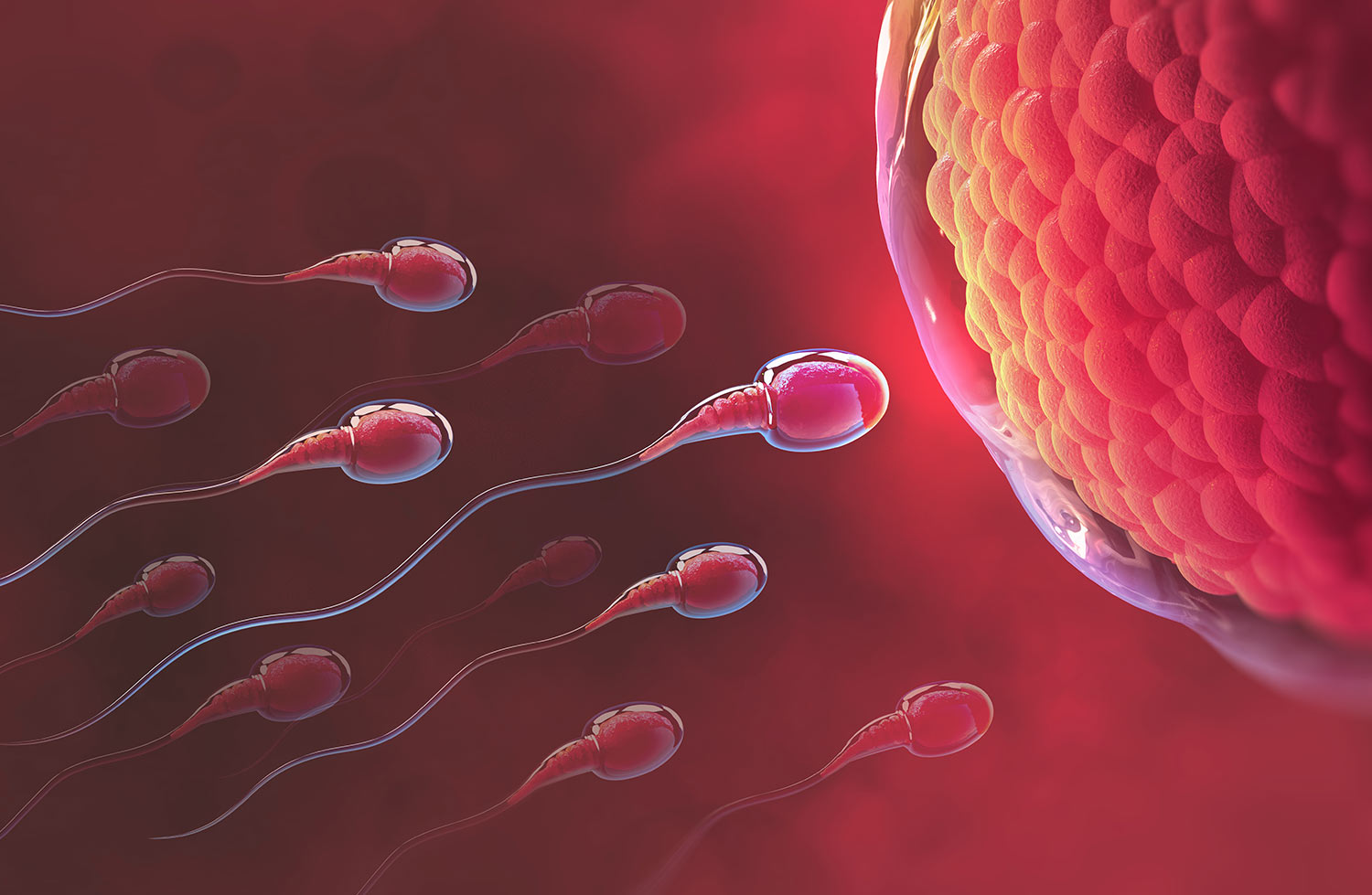 Fertility and Assisted Reproduction Treatments