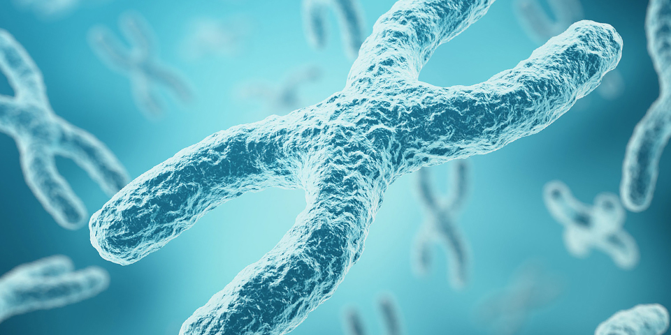 Evaluation of Embryonic Health Status