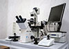 cmr torino laboratorio artificial insemination